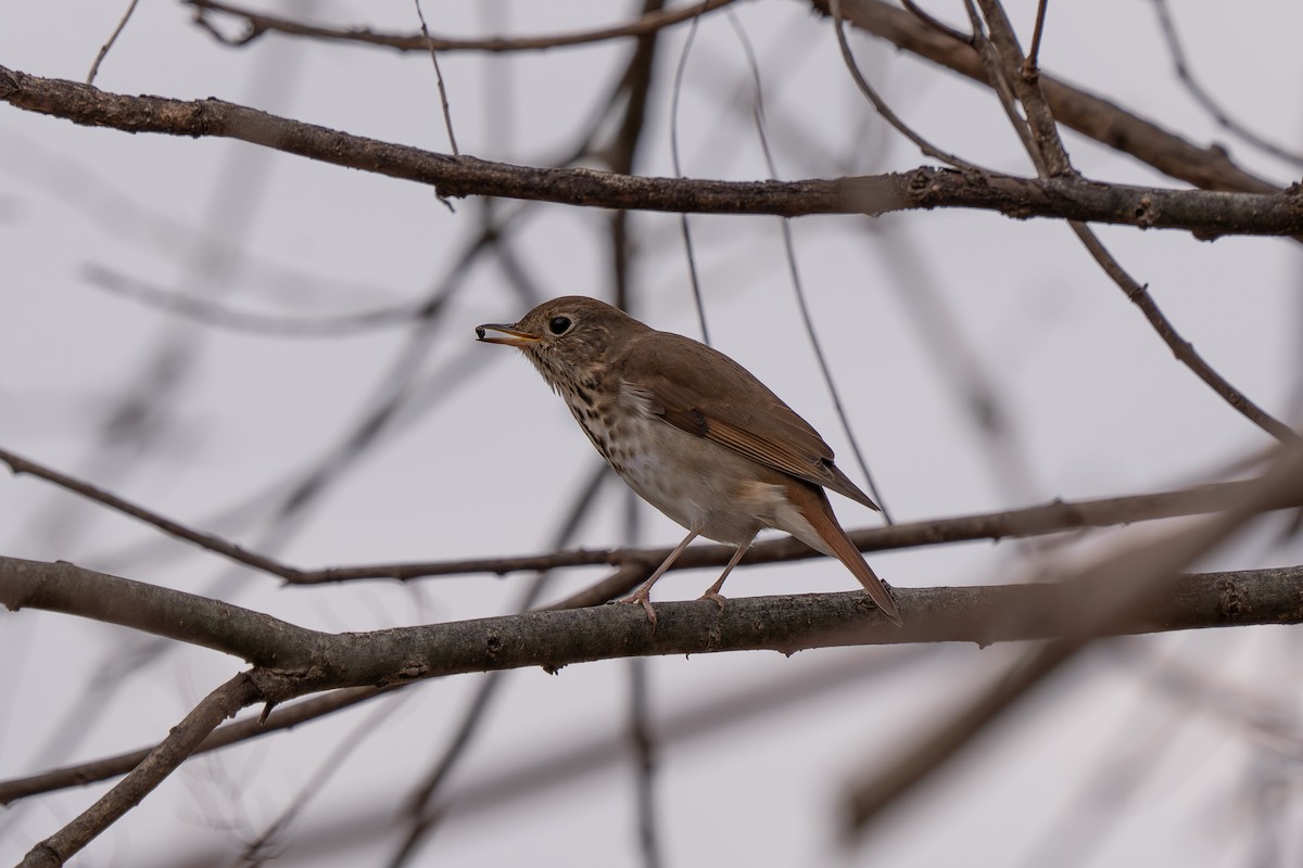 Hermit Thrush - ML618226967