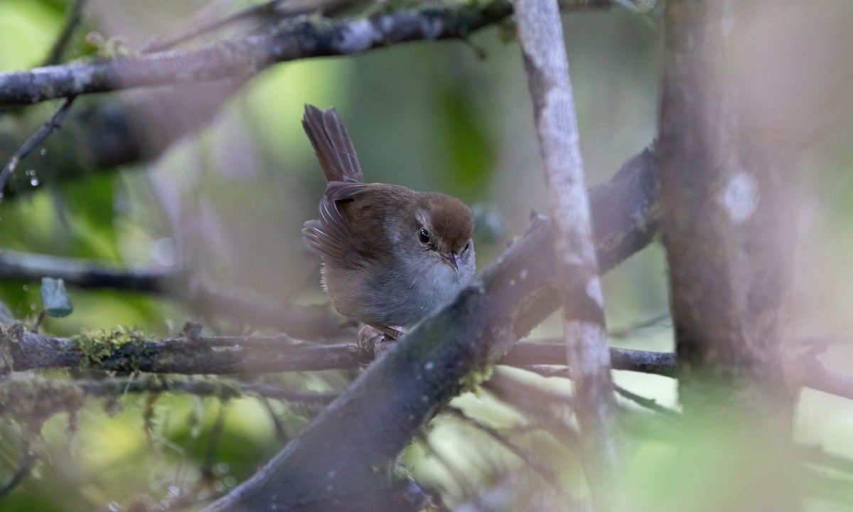 Philippine Bush Warbler - Paul Fenwick