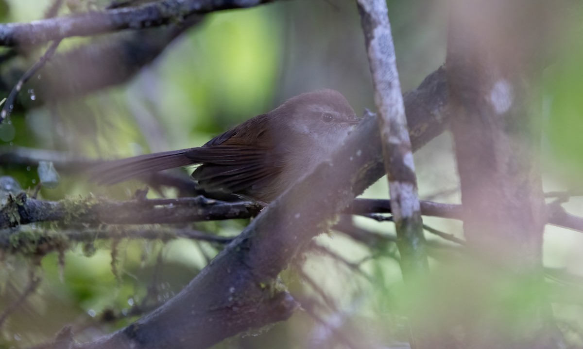 Philippine Bush Warbler - Paul Fenwick