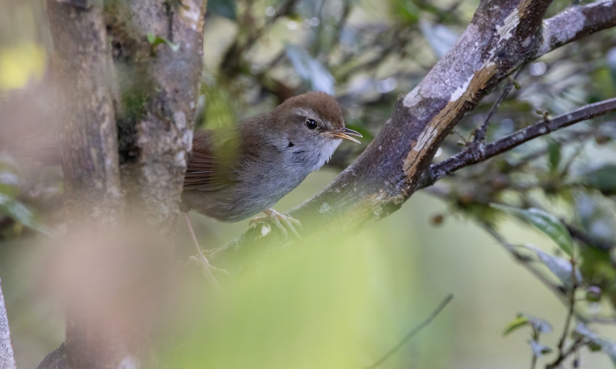 Philippine Bush Warbler - Paul Fenwick