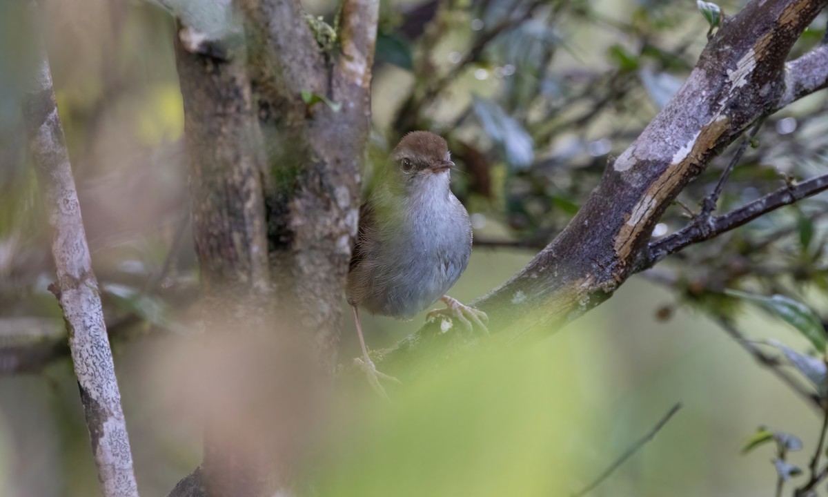 Philippine Bush Warbler - Paul Fenwick