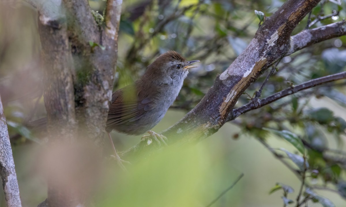 Philippine Bush Warbler - Paul Fenwick