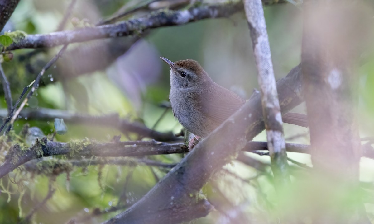 Philippine Bush Warbler - Paul Fenwick