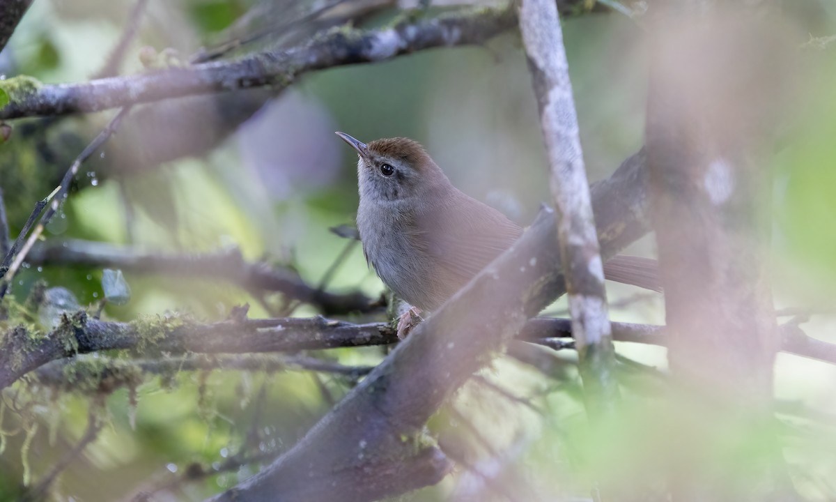 Philippine Bush Warbler - Paul Fenwick