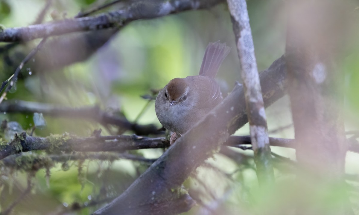 Philippine Bush Warbler - Paul Fenwick