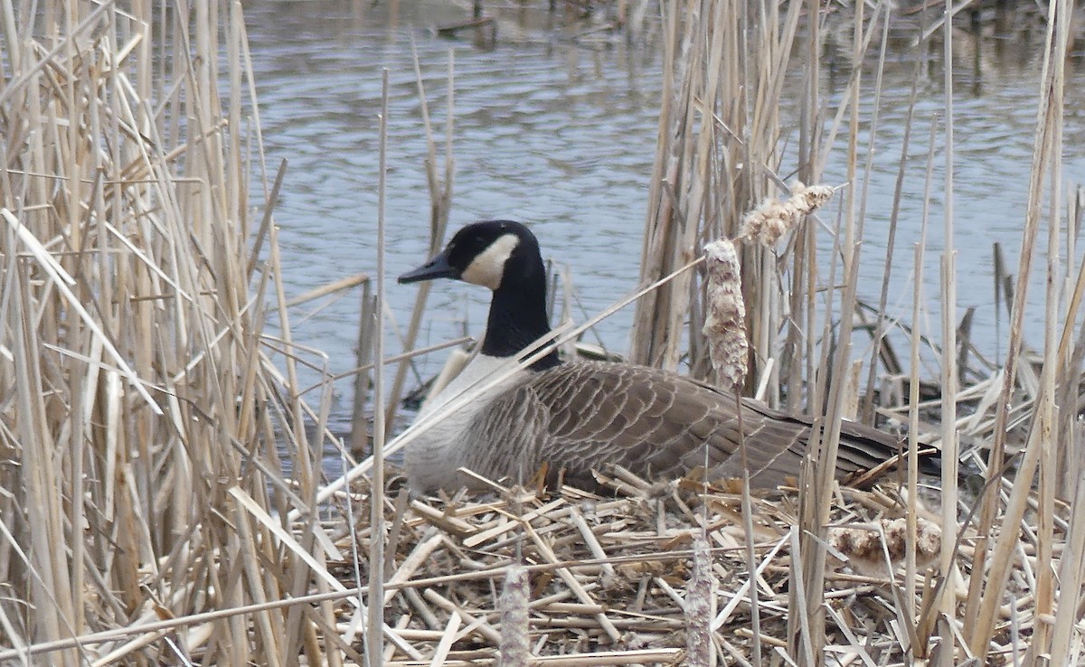 Canada Goose - ML618226997