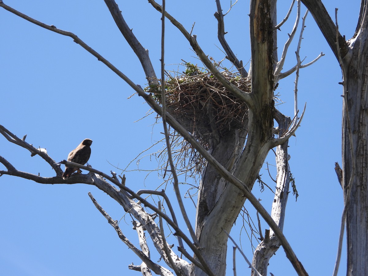 Red-tailed Hawk - Tom Wuenschell