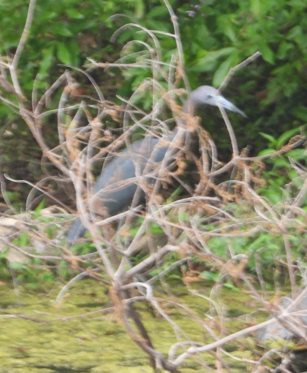 Little Blue Heron - Rodney Macready