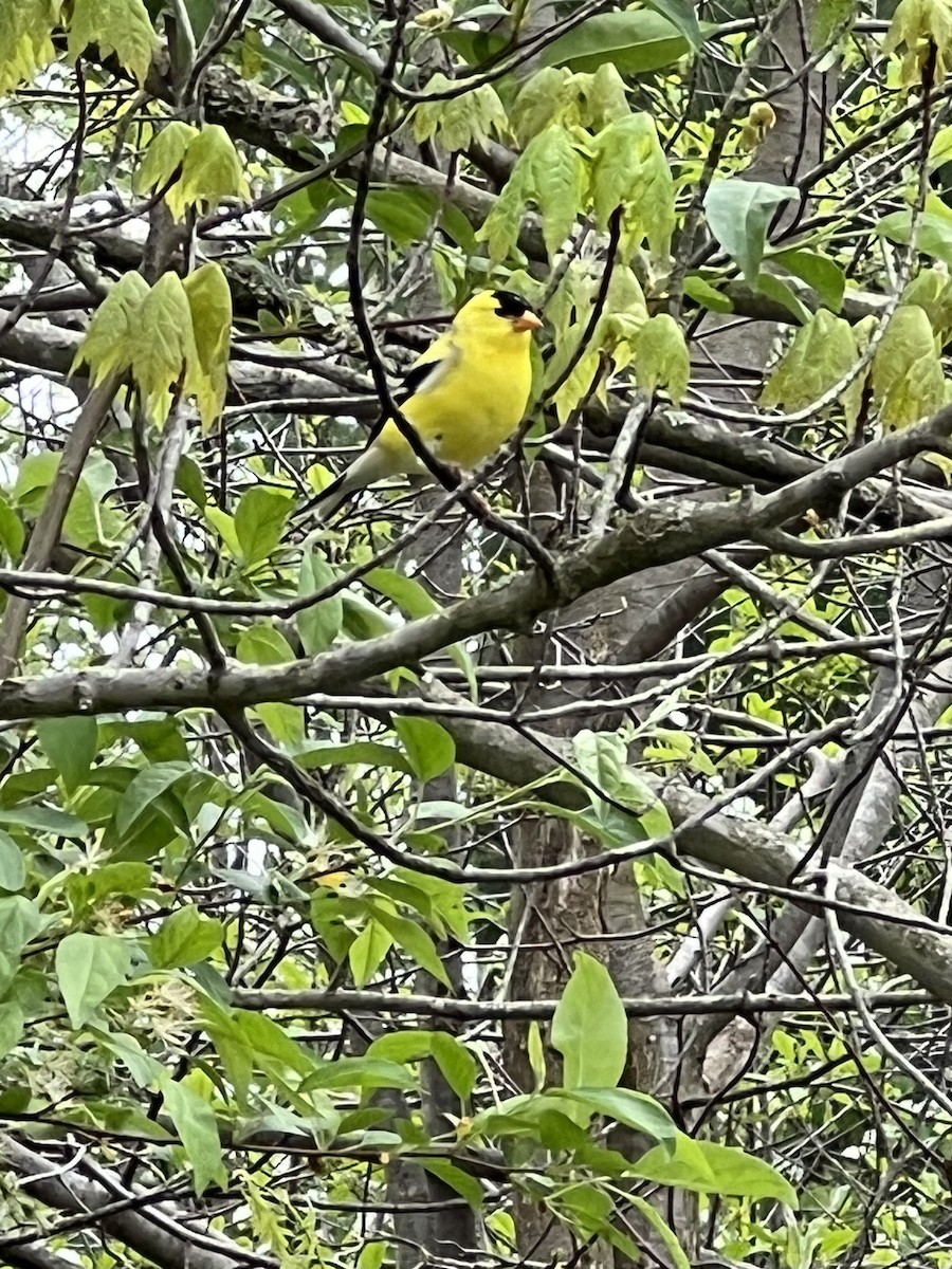 American Goldfinch - Maureen MacIntyre