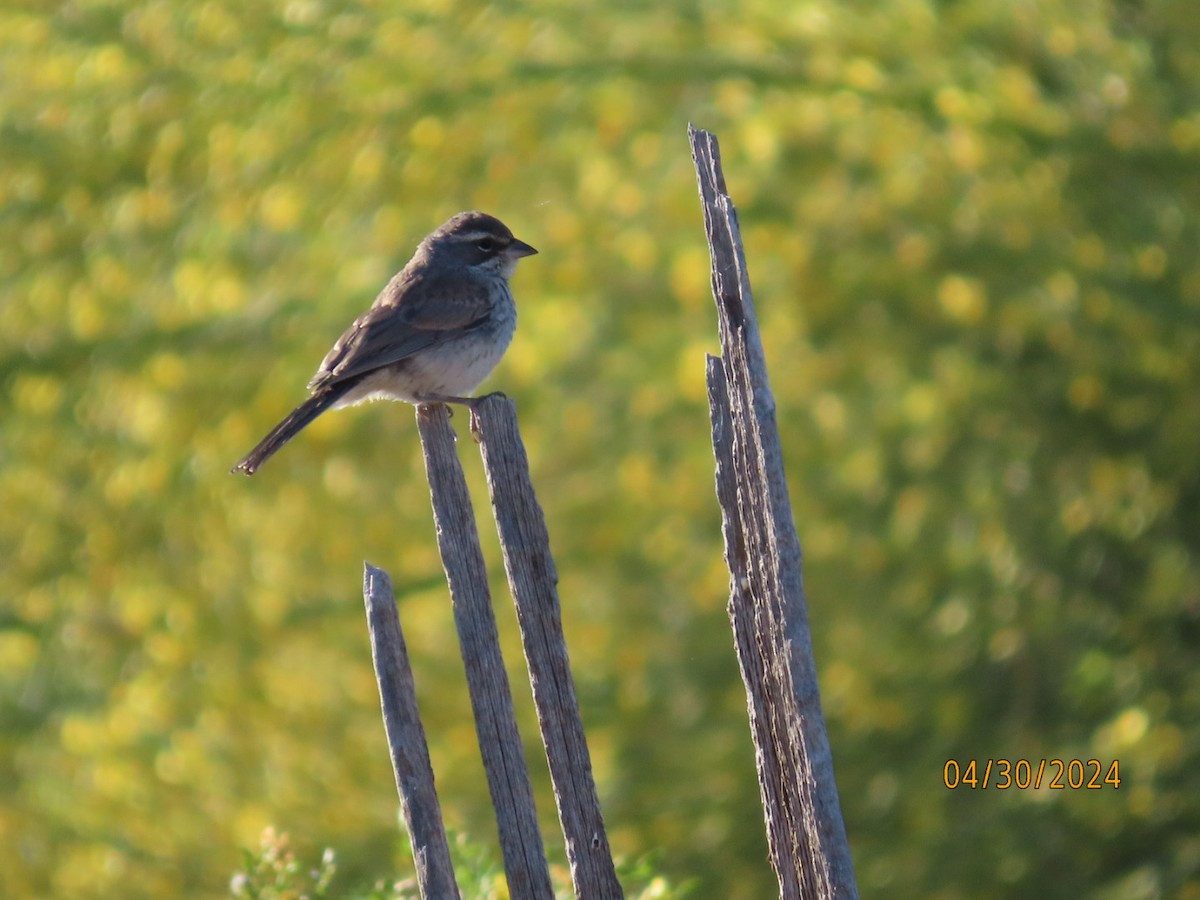 Black-throated Sparrow - Deborah Lauper