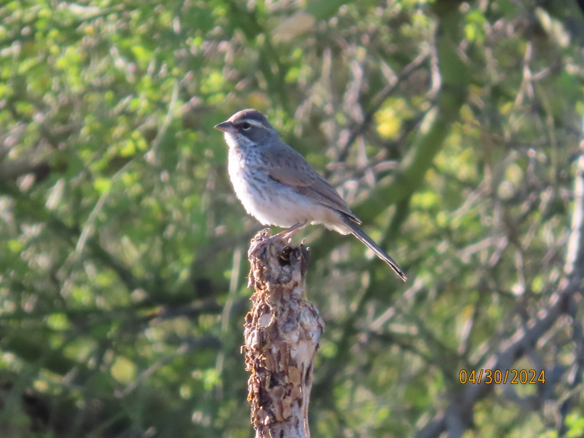 Black-throated Sparrow - Deborah Lauper