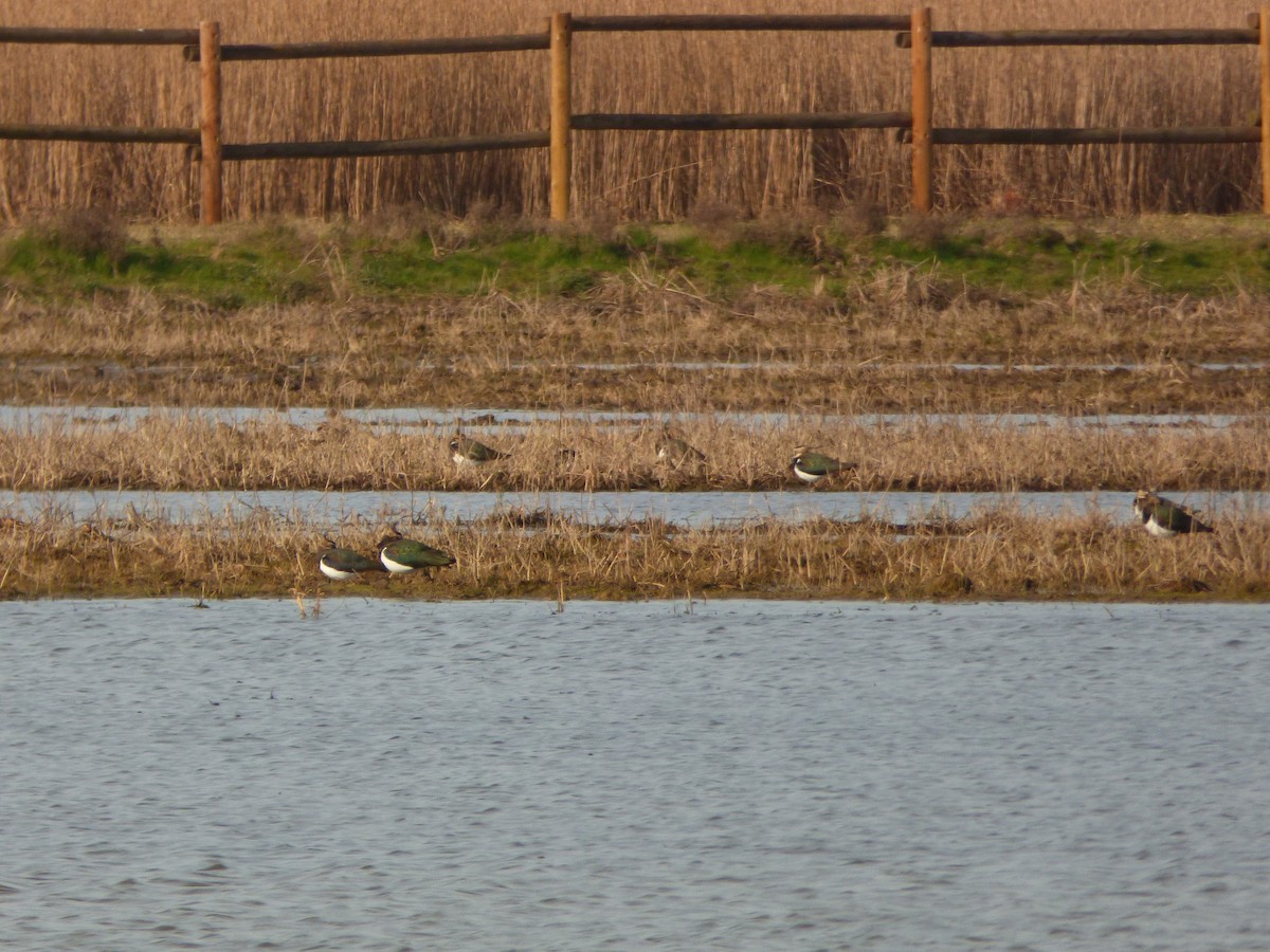 Northern Lapwing - ML618227039