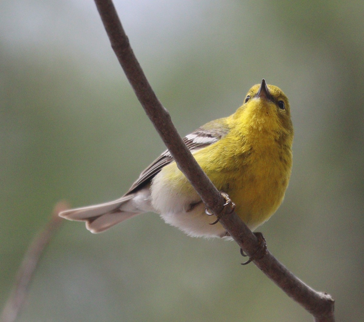 Pine Warbler - Hélène Crête