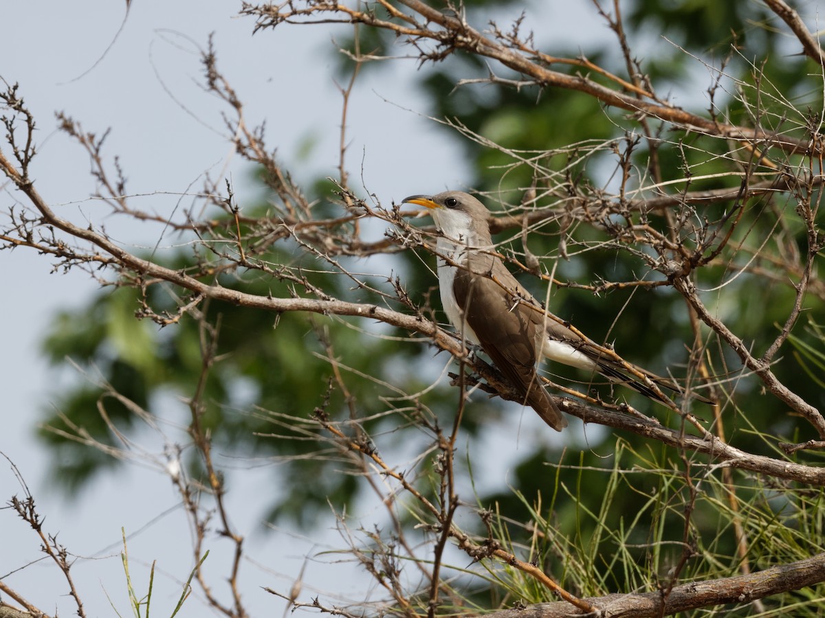 Yellow-billed Cuckoo - Dina Perry