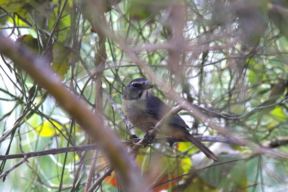 Cinnamon-bellied Saltator - Laurel Ironside