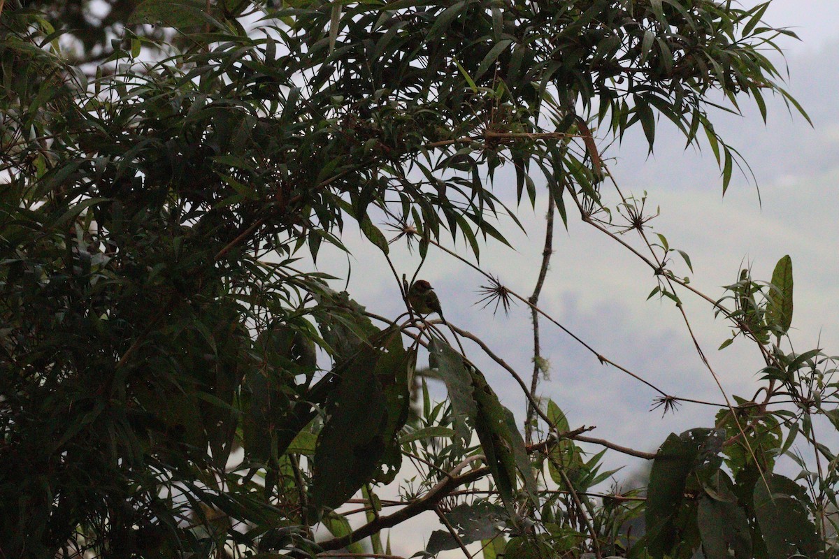 Pale-edged Flycatcher - Julio P