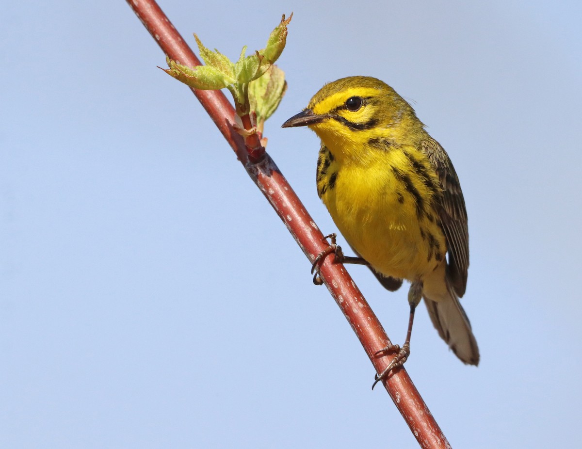 Prairie Warbler - ML618227089