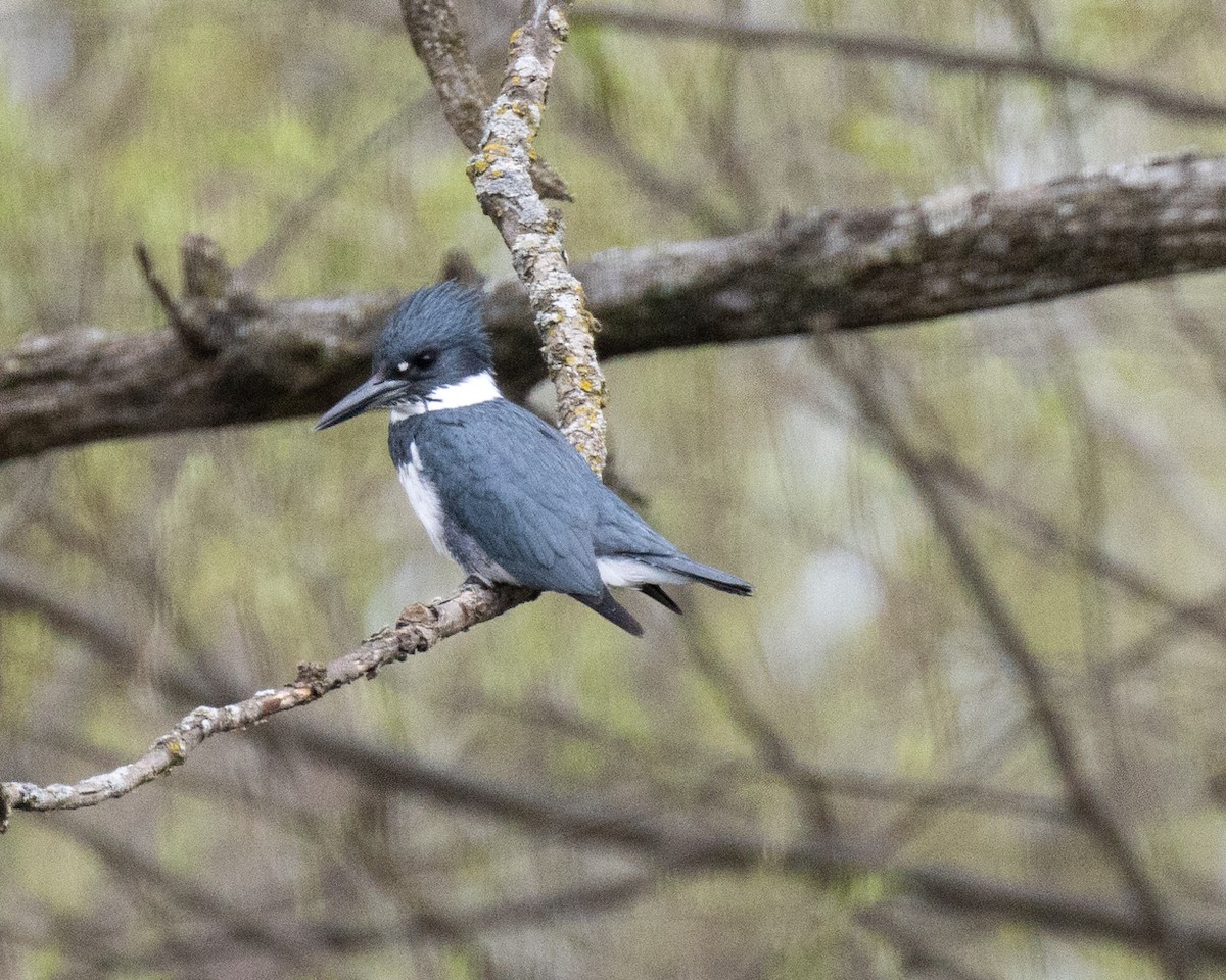 Belted Kingfisher - Frank Pointner