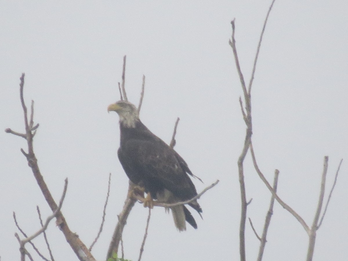 Bald Eagle - Ethan Maynard