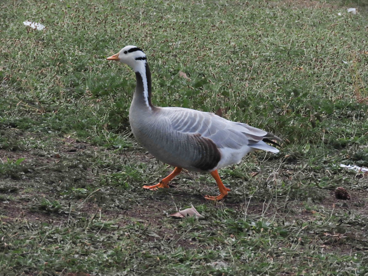 Bar-headed Goose - Paco Torralba