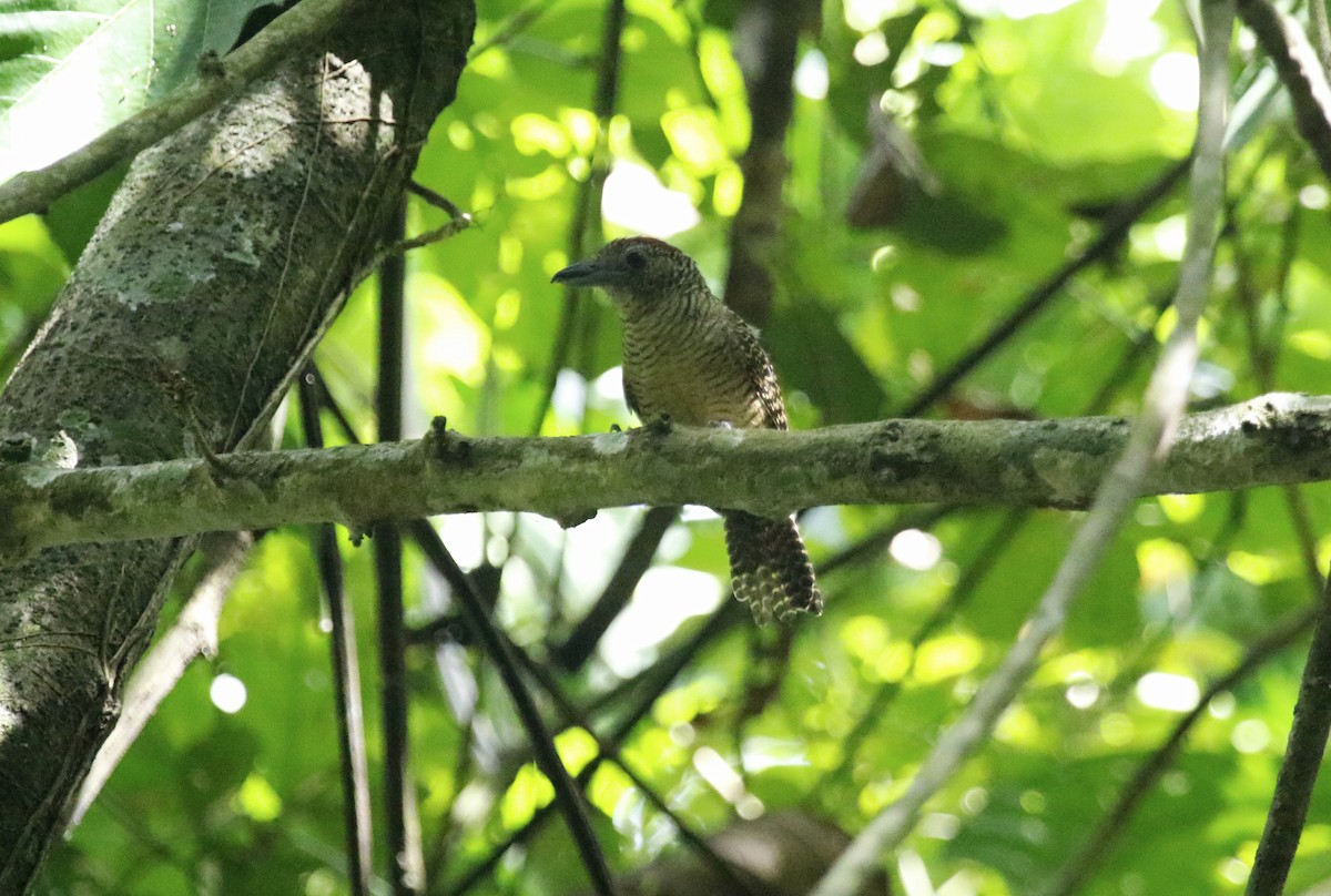 Fasciated Antshrike - Geert Bouke Kortleve