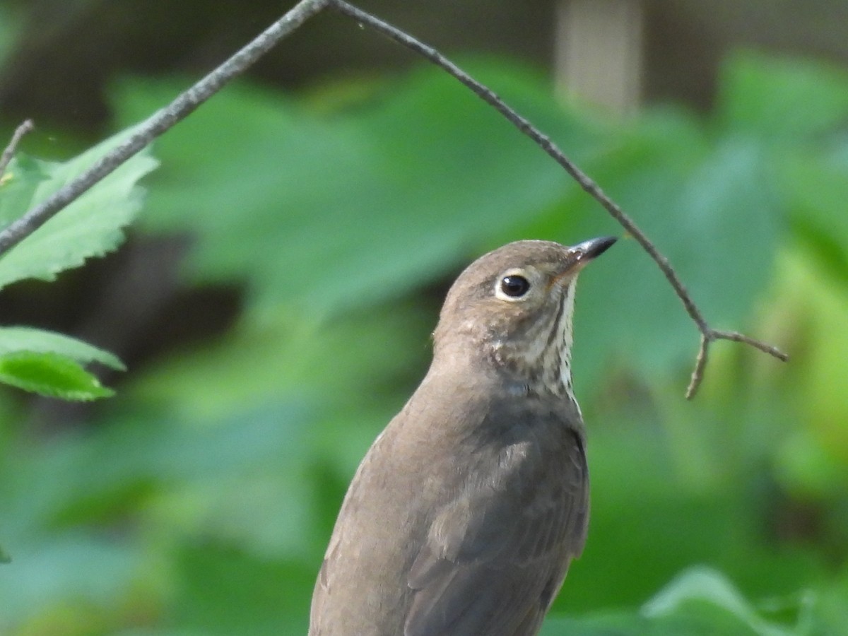 Swainson's Thrush - ML618227283