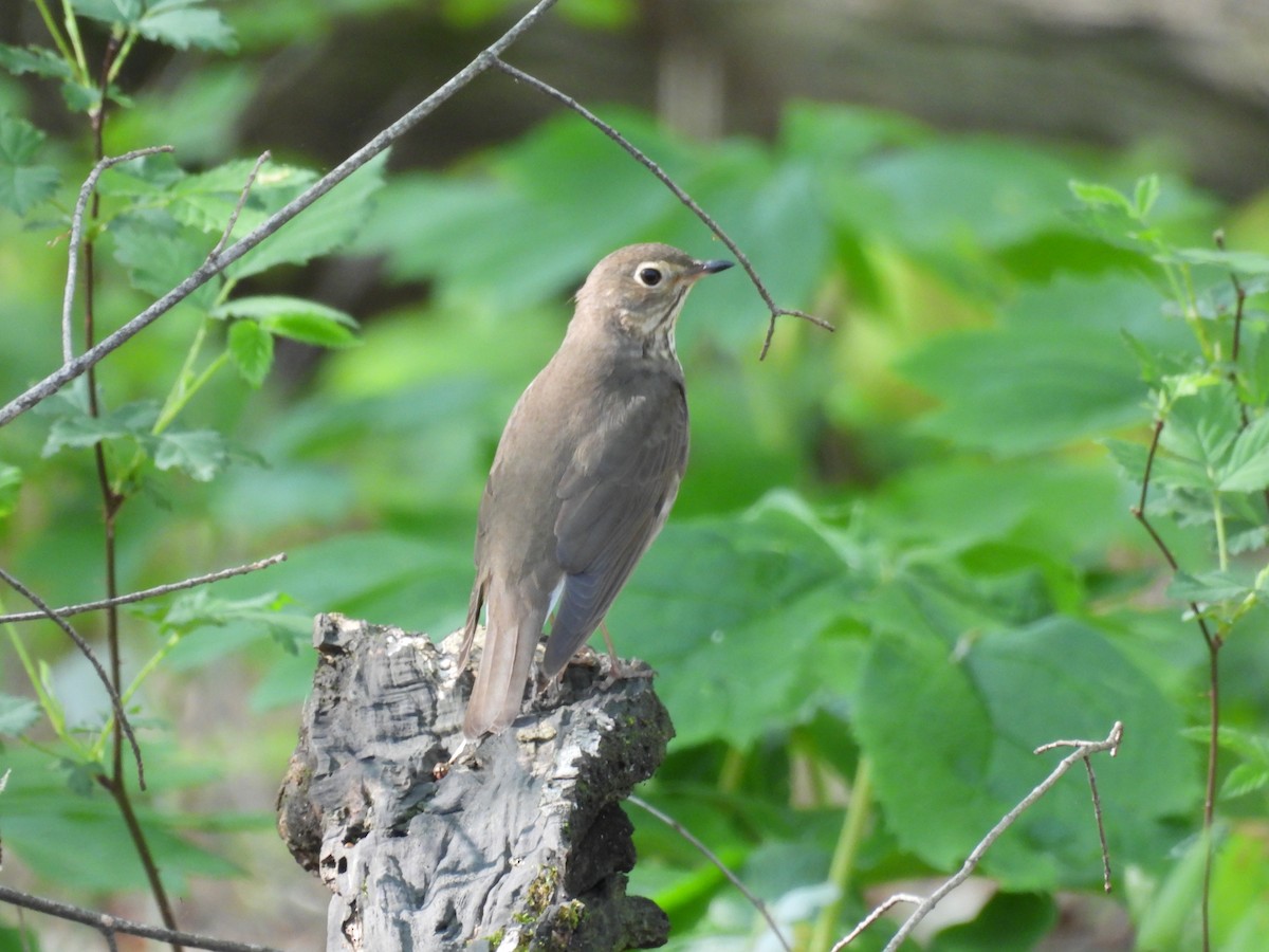 Swainson's Thrush - ML618227285