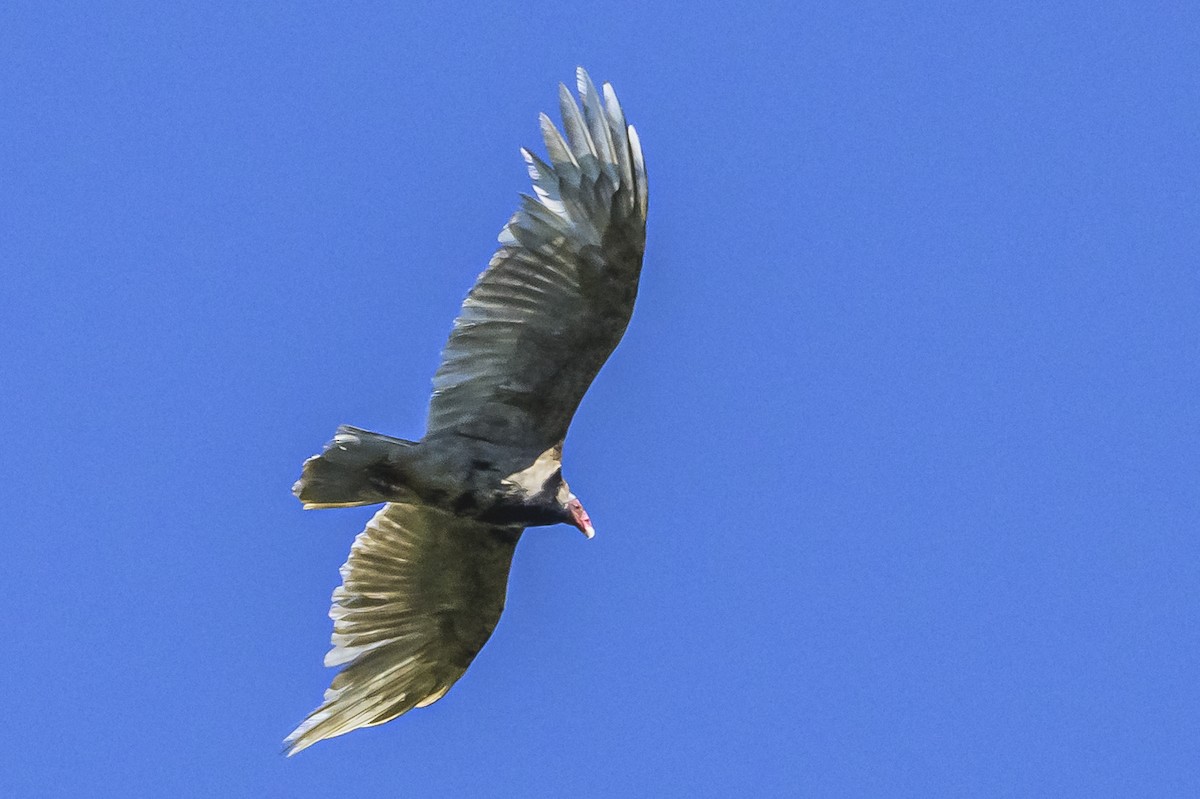 Turkey Vulture - ML618227289