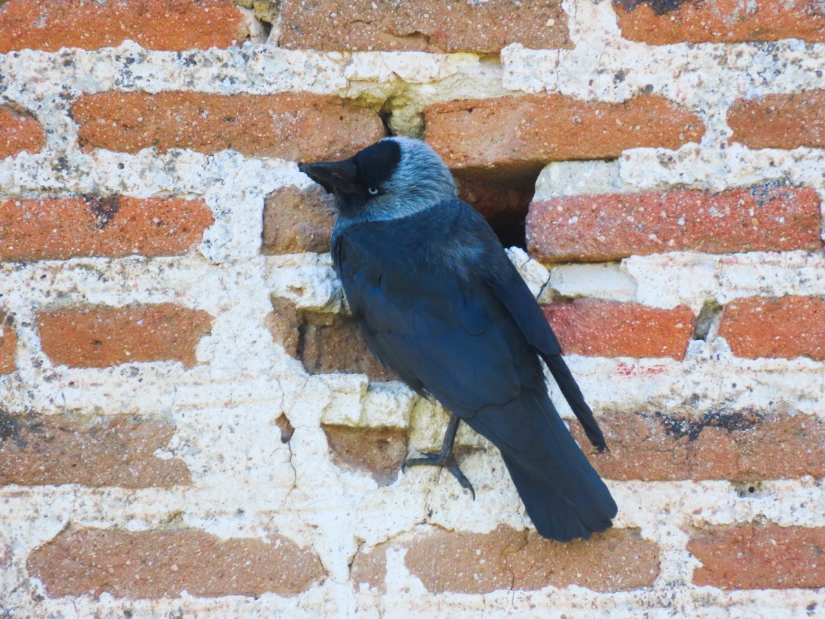 Eurasian Jackdaw - Paco Torralba