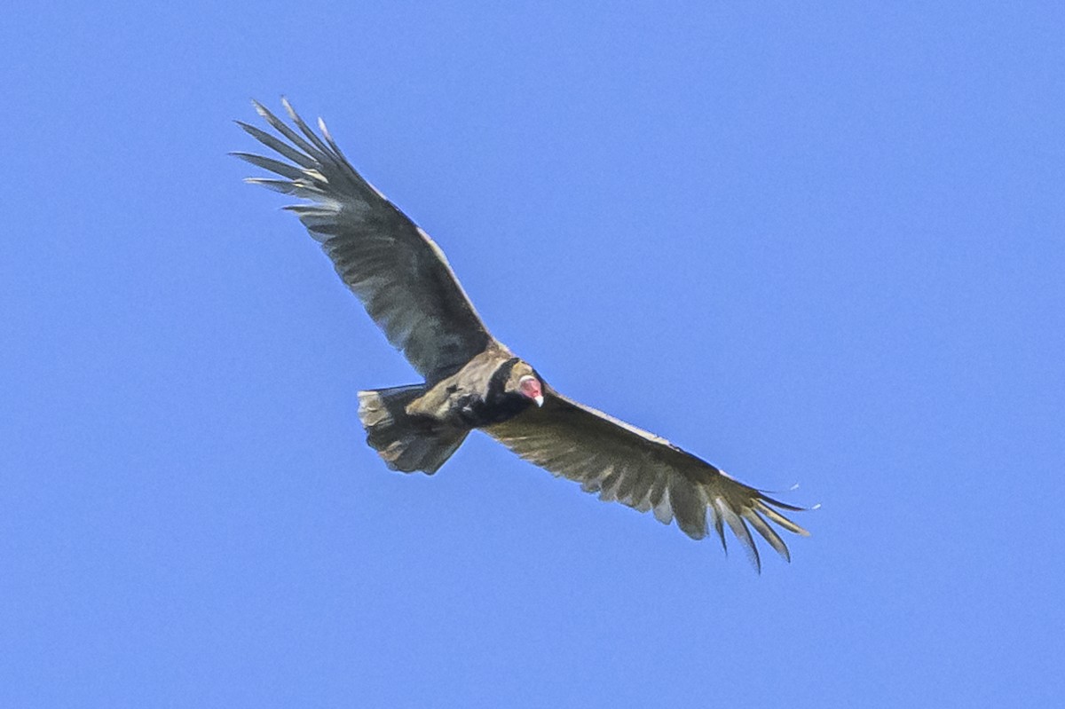 Turkey Vulture - ML618227336