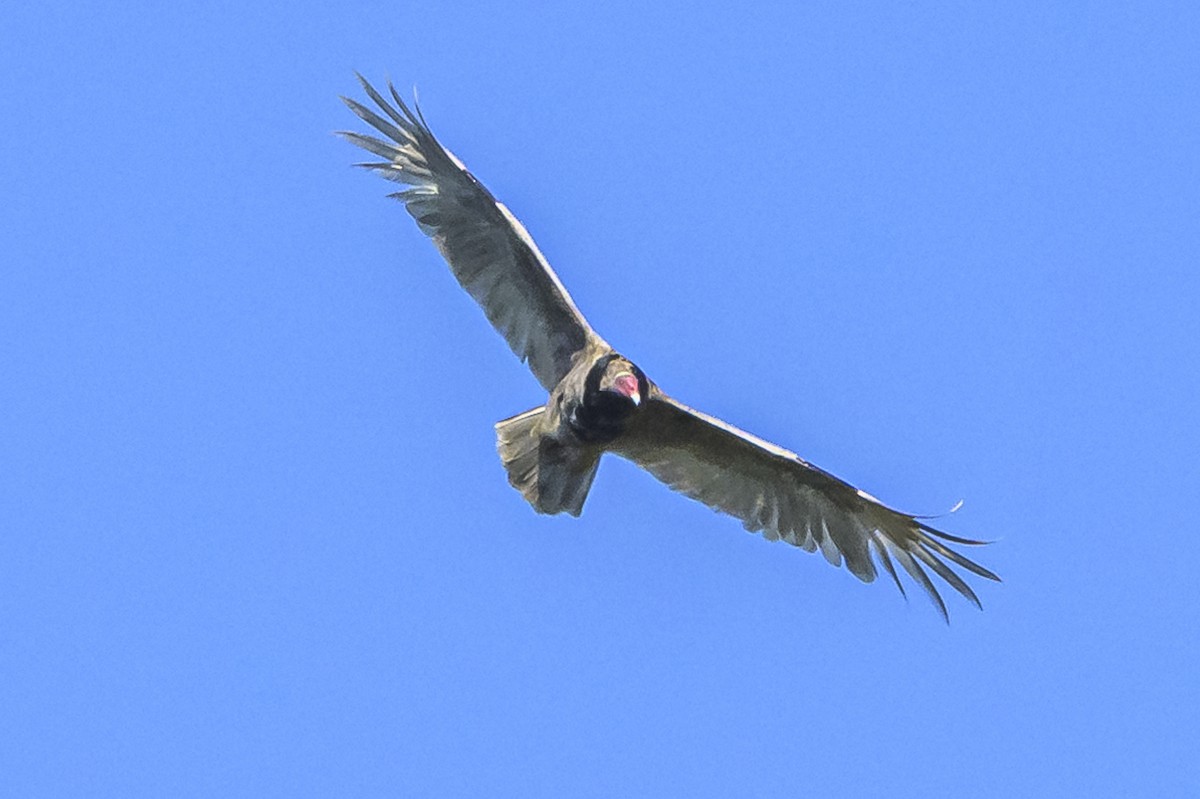Turkey Vulture - ML618227337