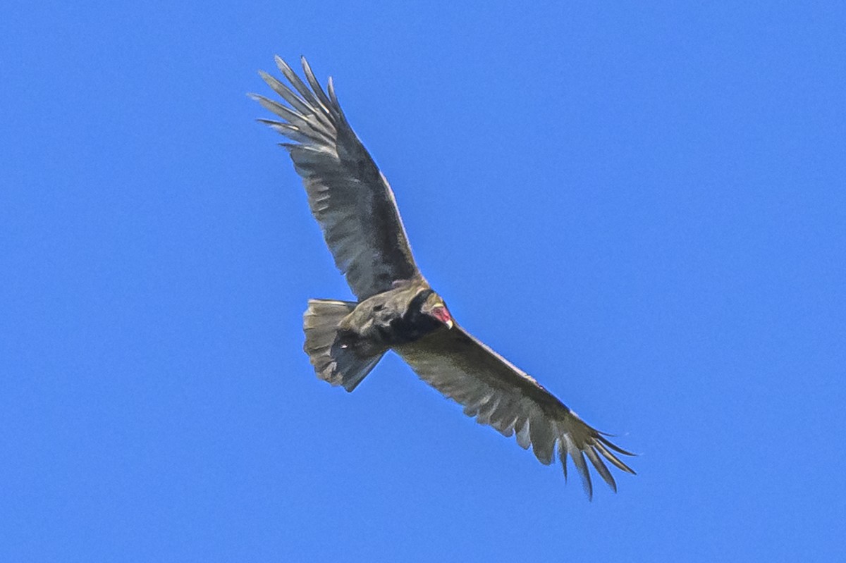 Turkey Vulture - ML618227348