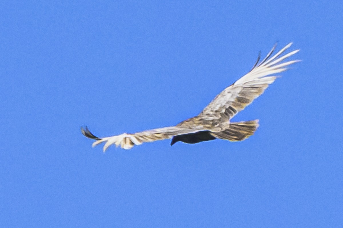 Turkey Vulture - ML618227352