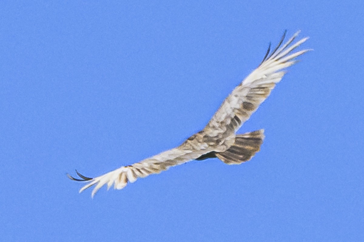 Turkey Vulture - ML618227353