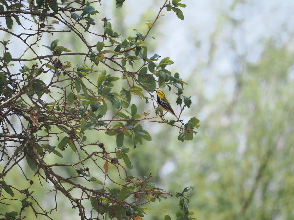 Black-throated Green Warbler - Alexander Linton