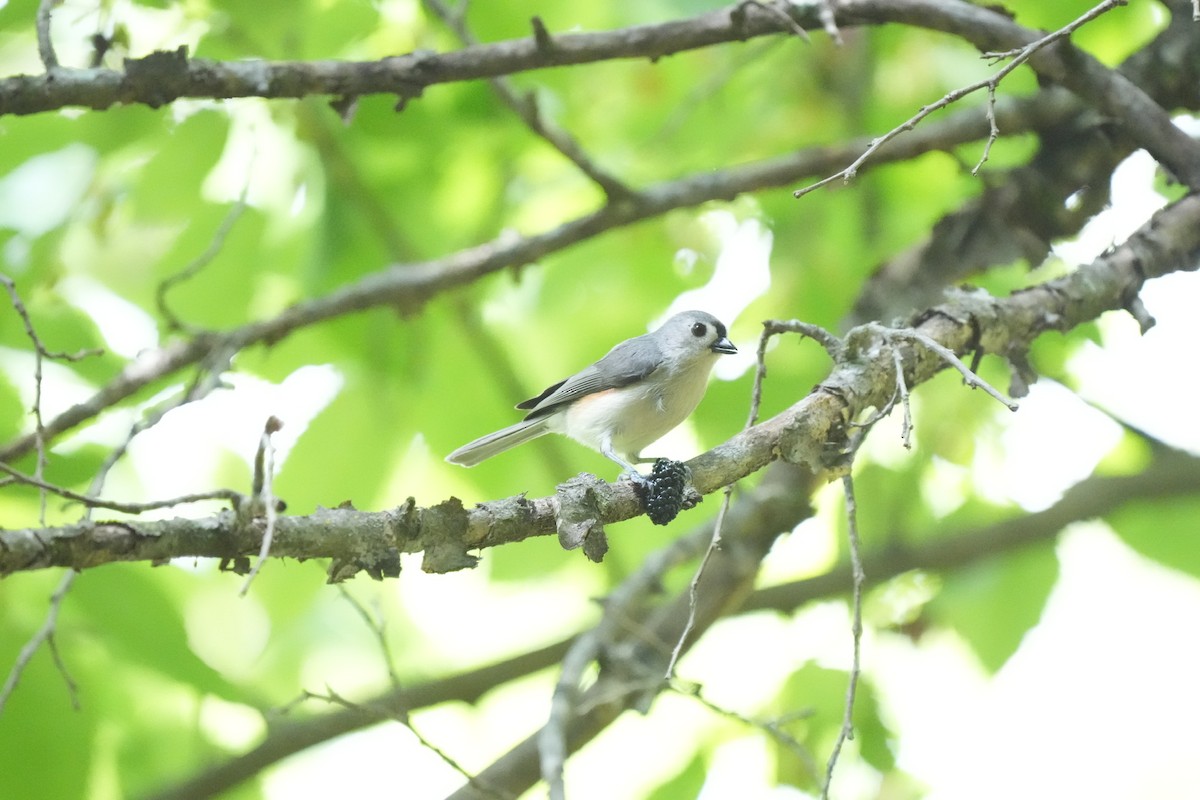 Tufted Titmouse - Todd DeVore