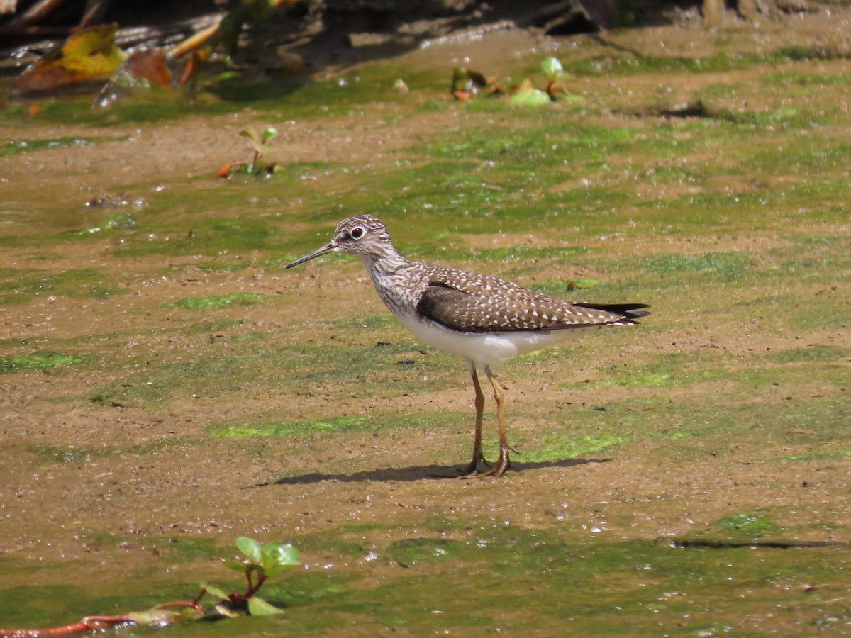 Solitary Sandpiper - Suzanne Roberts