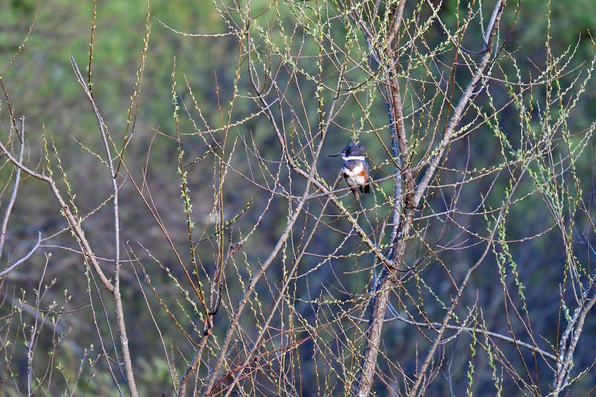 Belted Kingfisher - Gordon Ryan