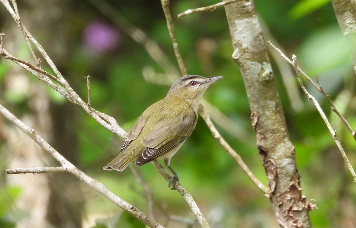 Red-eyed Vireo - ML618227381