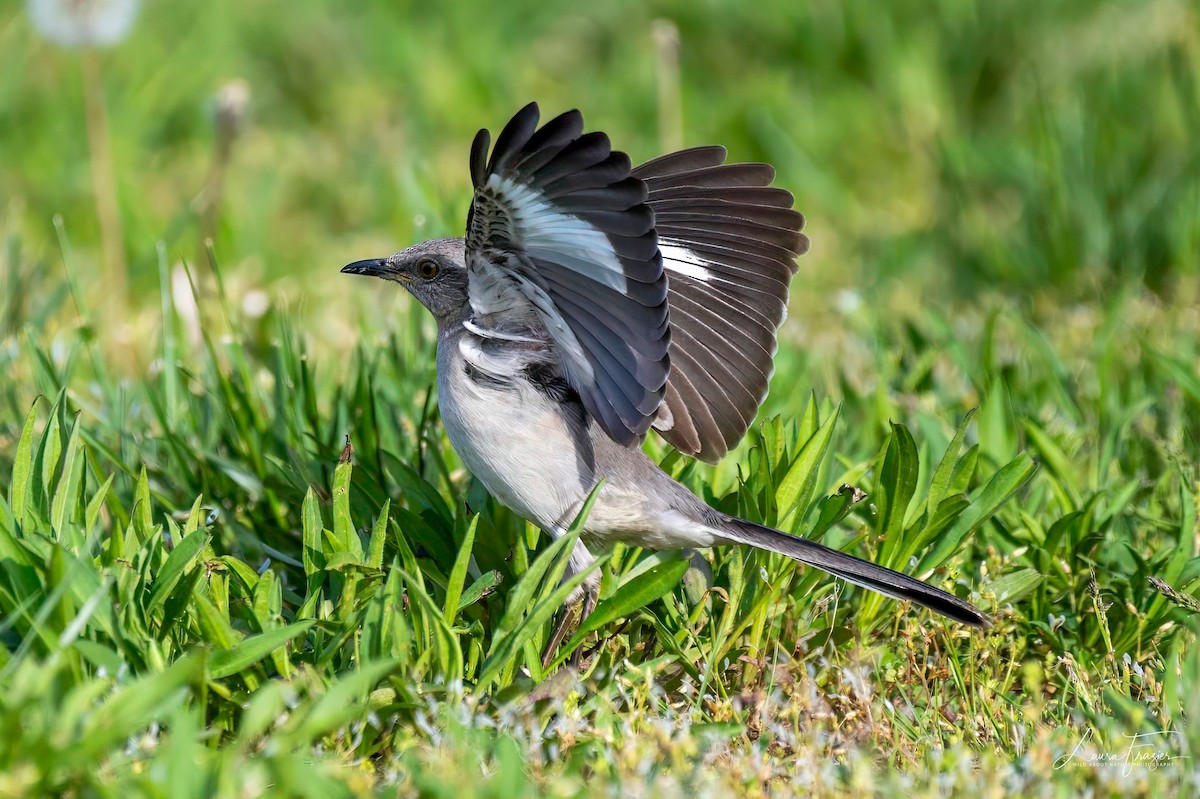 Northern Mockingbird - LAURA FRAZIER