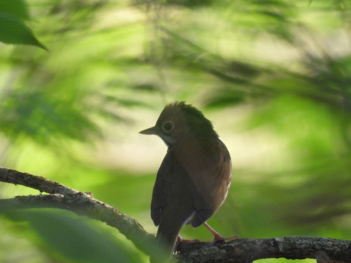 Ovenbird - Travis Philo