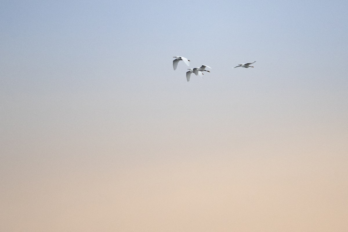 Snowy Egret - ML618227411