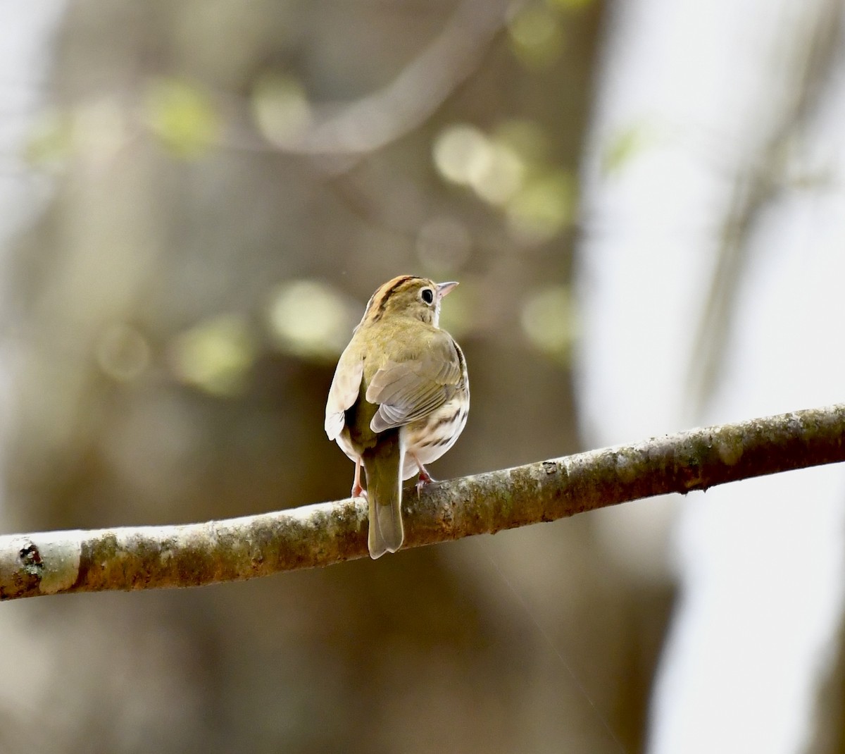 Ovenbird - Sue Palmer