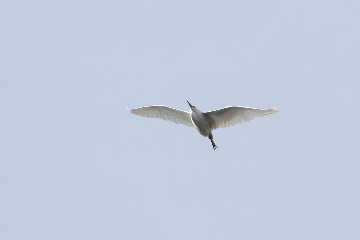 Snowy Egret - ML618227420