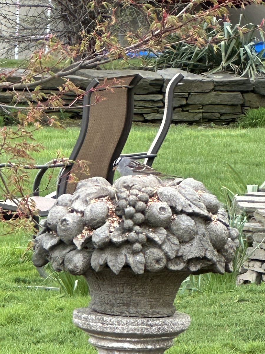 White-crowned Sparrow - Rob Allen