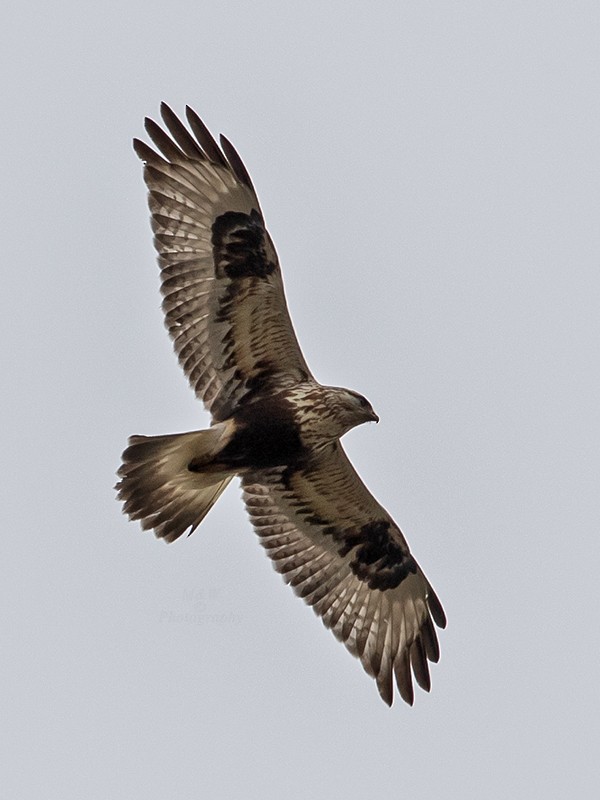 Rough-legged Hawk - ML618227429