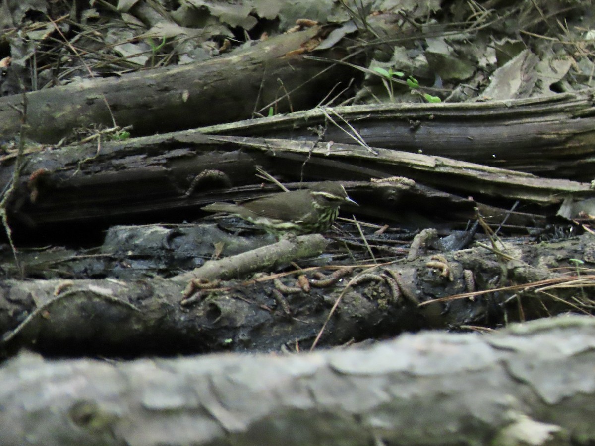 Northern Waterthrush - Suzanne Roberts