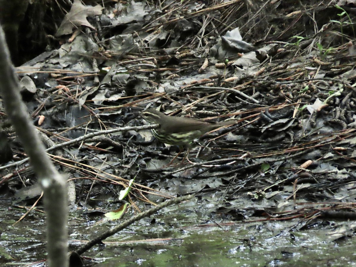 Northern Waterthrush - Suzanne Roberts