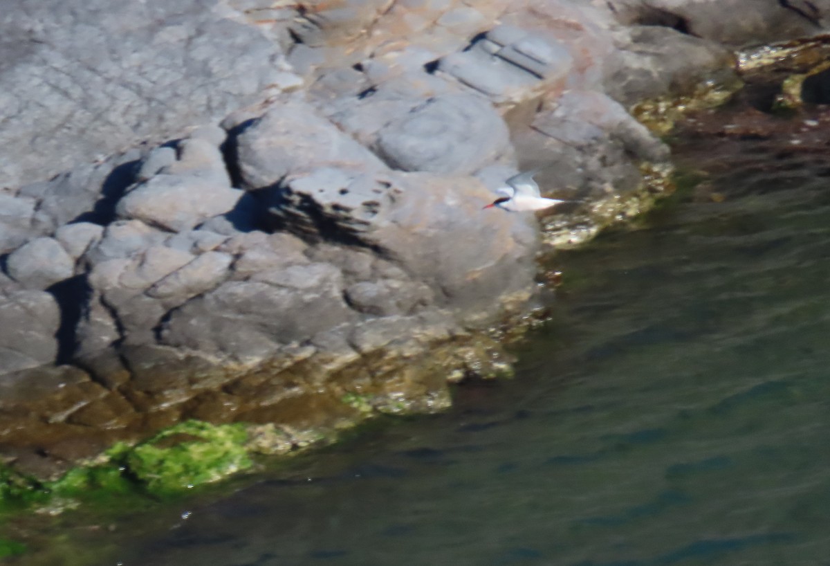 Common Tern - Francisco Javier Calvo lesmes