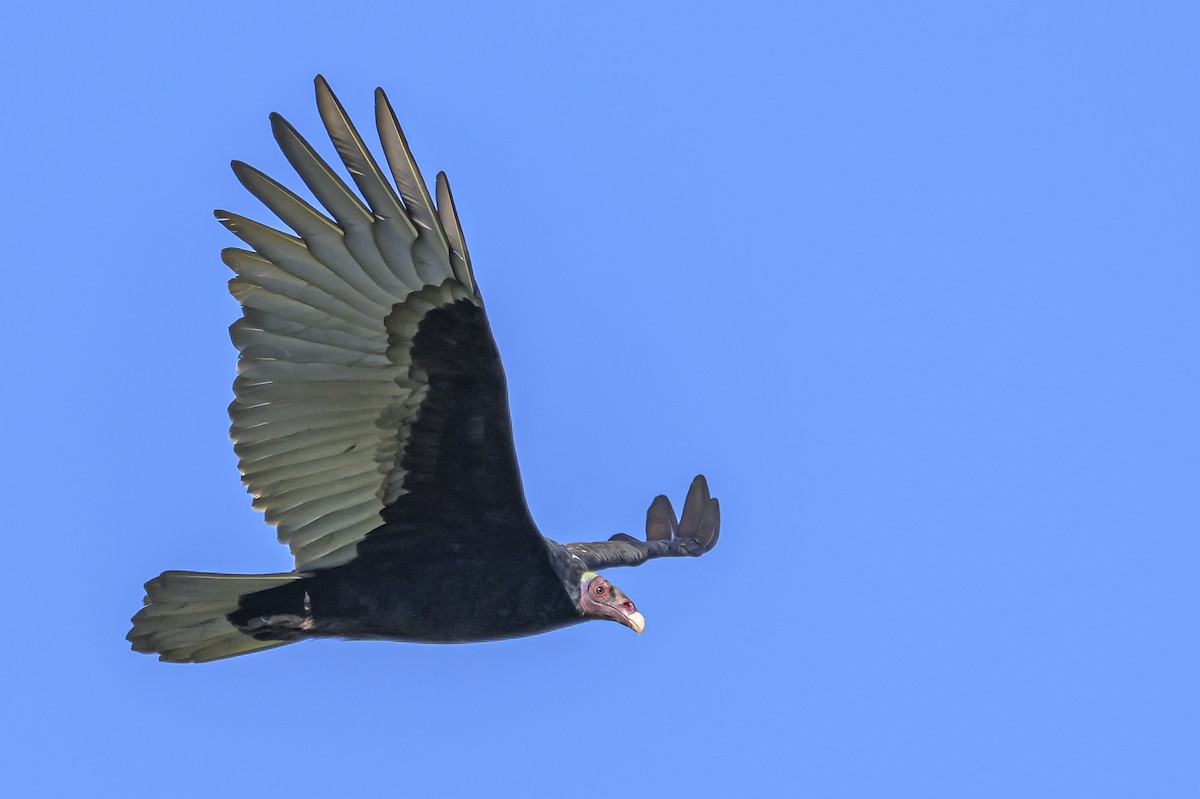 Turkey Vulture - ML618227473